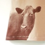 Produktbilde