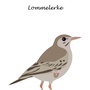 Produktbilde