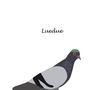 Produktbilde